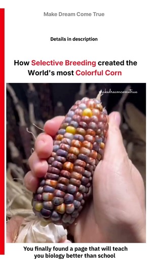 🌈 How Selective Breeding created 🧑‍🌾 the World's most Colorful Corn 🌽 | MDCT