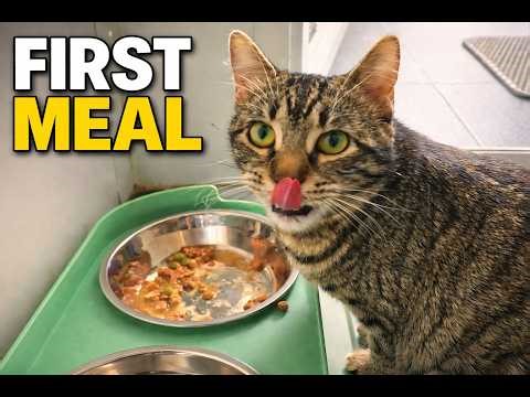Starving Cat Finally Eats… 🐱🍽️