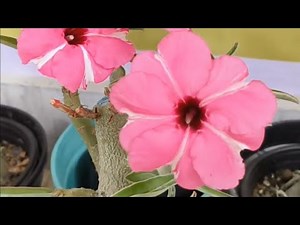 The Ultimate Guide to Adenium Varieties & Care