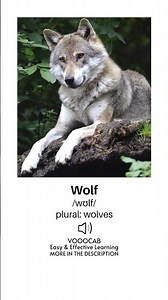 Wolf - Pronunciation, English Phonetic Transcription, Plural Form / Wild Animals Vocabulary Playlist