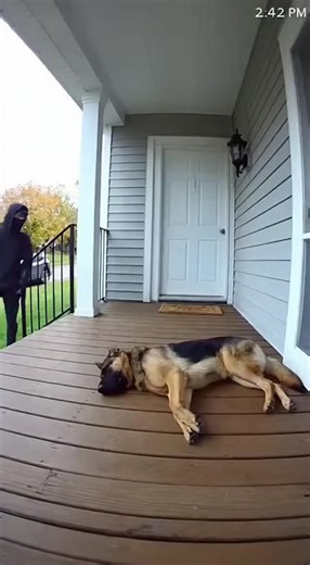 62 reactions | Dog Plays Dead Then Attacks Intruder | No Ai | Facebook