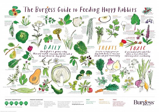 Feeding a Netherland Dwarf — Breadbox Farm