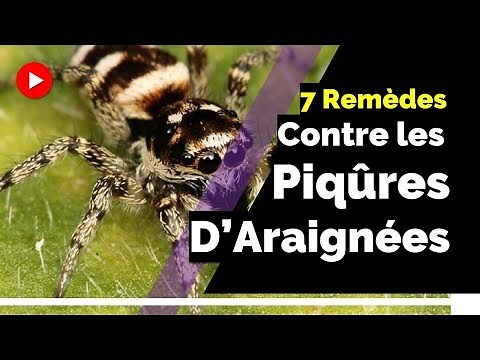 👉 7 REMÈDES NATURELS POUR SOIGNER LES PIQÛRES D'ARAIGNÉES ★★★★★