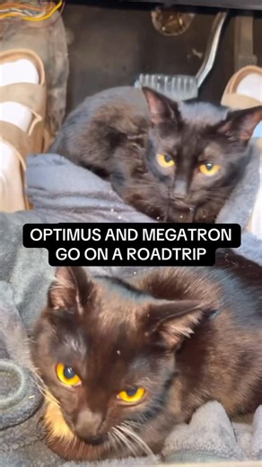 Megatron on Instagram: "Sorry for the late post, had to drive home for the break. Optimus is fine, he just hates being in the car! #cat #explorepage✨ #fyp #disabledcat #sillycat"