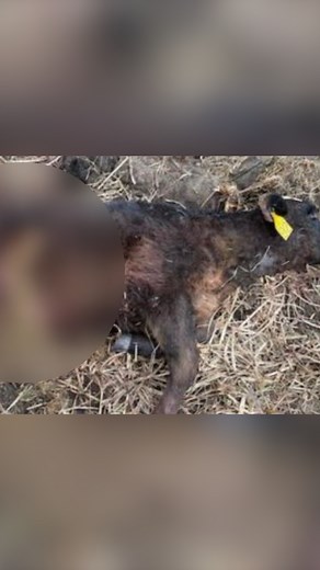 Fourteen years after the first gray wolf, known as OR-7, was spotted in California in a century, the population has grown to approximately 50 wolves across several packs. This resurgence has sparked mixed reactions among residents, especially ranchers. FULL STORY: https://bit.ly/3FqK9be #california #northerncalifornia #norcal #northstate #northstatenews #graywolf #wolf #wolves #californiawolves #cawolves #cawolf #endandgered #endangeredspecies #update #breakingnews #breakingupdate #localnews #ca