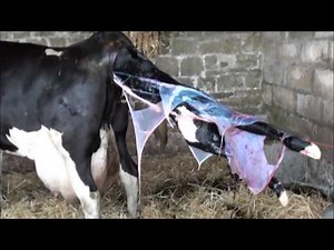 difficult calving