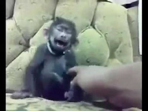 O maimuta care rade 1