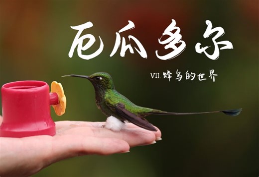 落在指尖上的精灵：走进绚丽多彩的蜂鸟世界
