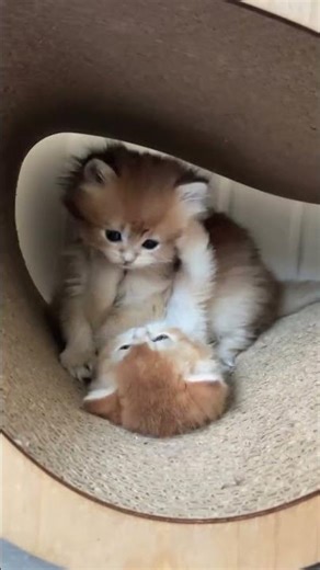 "Cutest Baby Kittens Ever 😻✨ (Cuteness Overload!)" #shorts #shortsfeed #short #kitten #cat #cute