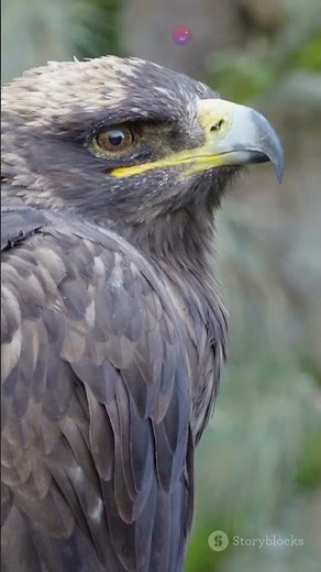 LES AIGLES ROIS DU CIEL