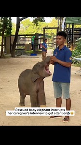 Check out our adorable elephant bracelet in the bio ( https://wildliferescuers.shop )! With each purchase, 25% of the proceeds are donated to our trusted wildlife charities dedicated to saving elephants and their habitats. Your support can make a real difference! Shop now and help make an impact! This rescued baby elephant isn’t interested in the interview—she just wants all the attention for herself! As her caregiver speaks in front of the camera, she playfully interrupts, nudging, making cute 