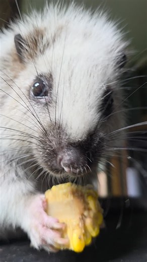Cloud rat ASMR 💡 Did you know... The Northern Luzon cloud rat is a large rodent that is only found in Luzon - the largest and most inhabited island in the Philippines. | Lakeland Wildlife Oasis