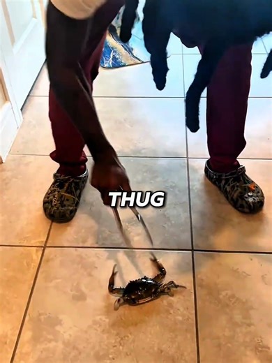 Daddy Crab Acting Thogh? #shorts