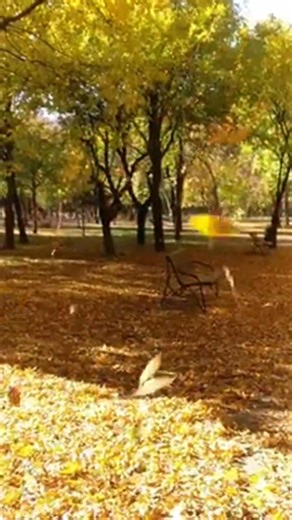 40K views · 1.2K reactions | În toamna de aramă "În toamna de aramă...