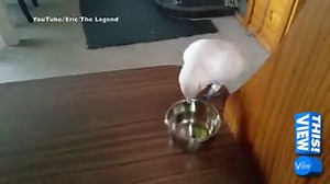 46K views · 1K reactions | WE FEEL YOU: Eric the cockatoo refuses to eat his broccoli! | The View | Facebook
