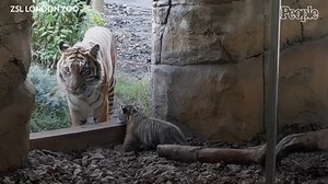London Zoo Tiger Cub Takes Its First Wobbly Steps Outside with a Little Encouragement from Mom