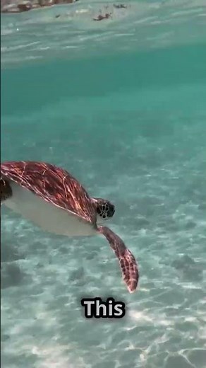 Some Turtles Breathe Through Their Butts—Here’s How It Works