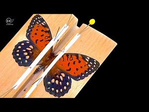 HOW TO PIN A BUTTERFLY SPECIMEN - MOUNTING THE REGAL FRITILLARY