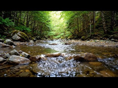 Peaceful Water Ambience for Sleep and Relaxation