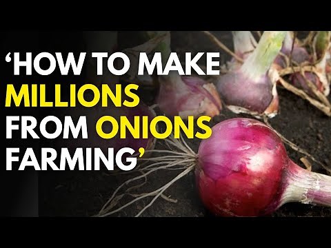 Onion farming in Kenya; How to grow the best most marketable bulb onions in 2025