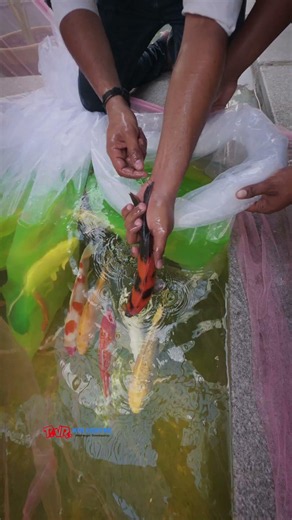 Ended up a new koi pond with SUMI - 45 RDF and imported long premium koi 🇮🇳🇯🇵 at Virudhunagar