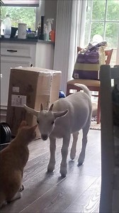 Cat Meets Baby Goat Luna 🐐🐈 | Funny Farm Life Moment in Myrtle Beach