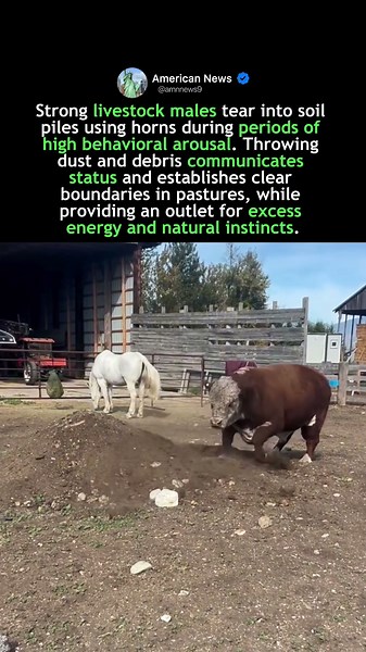 BULL DIRT DISRUPTION DYNAMICS