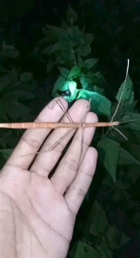 1.9M views · 10K reactions | Naglalakad na DAHON at SANGA 類 at mga kakaibang nilalang,, Tara,, | MAK DON TV | Facebook