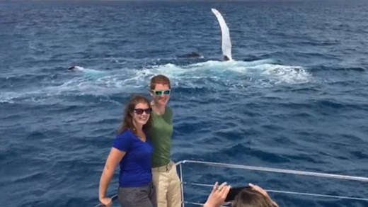 Humpback whale waves at couple in holiday photobomb!