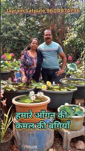 Our home lotus and waterlily garden #garden #lotus