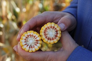 Corn School: Protect cob row numbers for highest yield potential