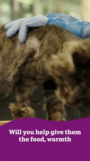 This winter, you can help abandoned and neglected cats get the care they desperately need at Cats Protection. | Cats Protection