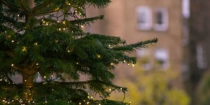 9 signs you could be allergic to your real Christmas tree