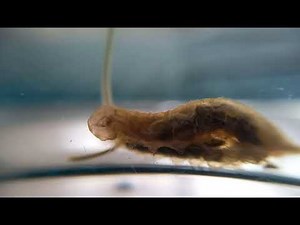 ハナアブの幼虫の観察✨