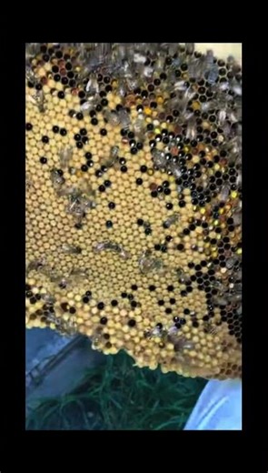 Raising queens is easy here's my free "queen rearing crash course"