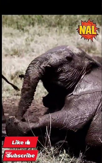 Adorable Baby Animals Playing Together | Pure Cuteness Overload #cuteanimals