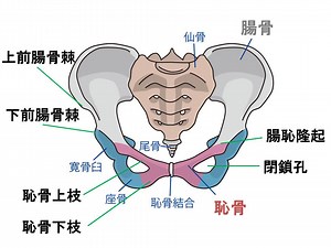 【基礎から学ぶ】骨盤の骨の部位名称【解剖学】 - PTOT国試対策　ー西島ゼミー