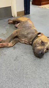 4.7K views · 443 reactions | Oh, Rambo your life is about to change baby. | New Hope Pet Rescue - Michigan | Facebook