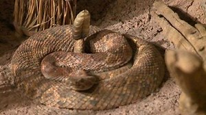In search of secret buttons at the Milwaukee Public Museum