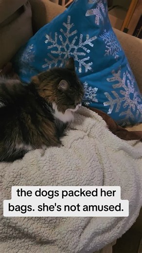 willie_the_grumpydog (@maryjoanbode962)’s videos with Goodnight, Sweetheart, Goodnight - Sha Na Na