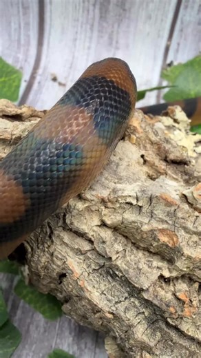 Our 2025 finished with me procuring a beautiful pair of Bismarck ringed pythons (Bothrochilus boa) for Peter’s Christmas present. These guys are a year old and fantastically iridescent. They will take 4 more years to get to maturity, but we are glad to have added them to our lives! #danellescritters #reptilebreeder #snakebreeder #ringedpythons | Danelle's Critters