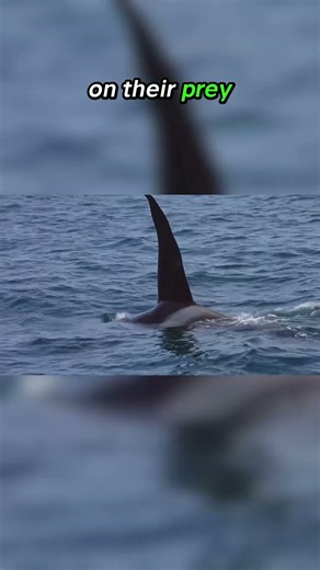 Top Ten Predators with the Most Strategic Hunting Styles: The Ocean's Masterminds