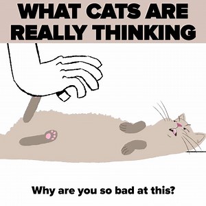 243K views · 3.7K shares | What Are Cats Really Thinking? | Cat & Kitten | Facebook
