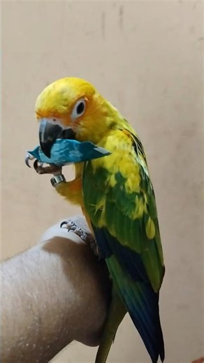 You’ll LOVE how cute they look eating their tiny treats!” #birds #parrot #love