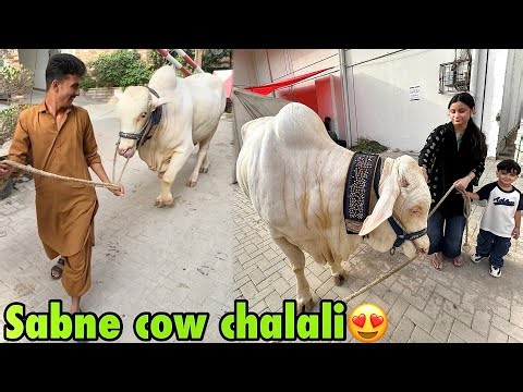 Basil or fariha ne akele cow chala li road par😍 | masoom Gaye milgaya is bar tou🥺❤️