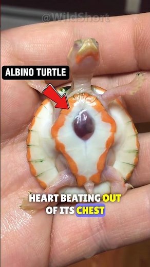 Turtle With Exposed Heart Survives! #turtles #hope
