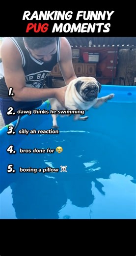 Ranking Funny Pug Moments 😂 #dog #dogs #dogshorts #youtubeshorts