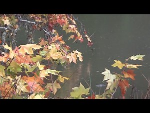 ♥♥ "Theme from Ruby Gentry" - Newell Oler