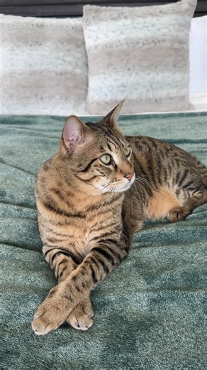 8.2K views · 1K reactions | When I share my whisker collection, some...