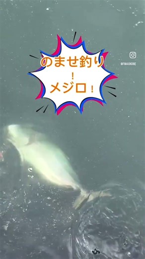 5/12神戸空港(親水護岸)釣果です。のませ釣りでメジロ！【フィッシングマックス神戸ハーバー店】